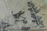 Pennsylvanian Fossil Fern (Sphenopteris) Plate - Kentucky #137743-2